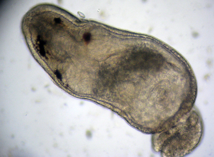 (Micro)mostri marini